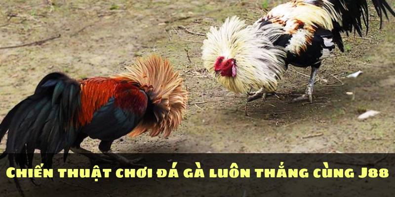 Chiến thuật chơi đá gà luôn thắng cùng J88