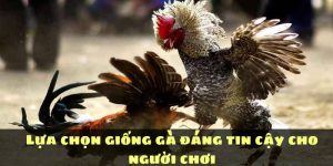 Lựa chọn các giống gà đá hay cho người chơi