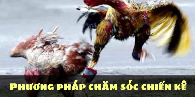 Phương pháp chăm sóc chiến kê  